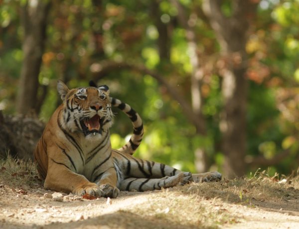 mohan-moolepetlu-SAjScrznKfw-unsplash